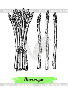 Чернила эскиз из спаржи - векторизованное изображение клипарта