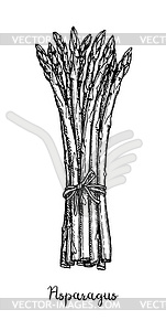 Ink sketch of asparagus - vector image