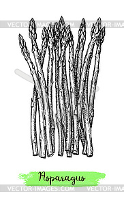 Ink sketch of asparagus - vector clipart