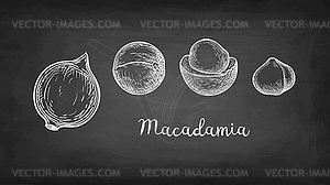 Chalk sketch of Macadamia - vector clipart