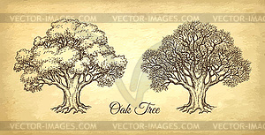 Ink sketch of oak tree - vector clipart / vector image