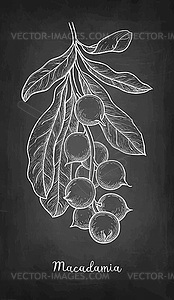 Chalk sketch of Macadamia - vector image