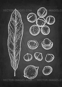 Chalk sketch of Macadamia - vector EPS clipart