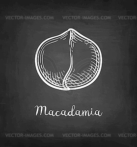 Chalk sketch of Macadamia - vector clip art