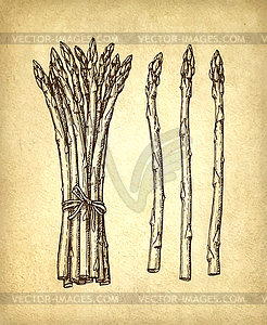 Ink sketch of asparagus - vector clipart