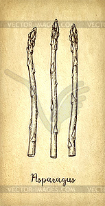 Ink sketch of asparagus - vector clip art