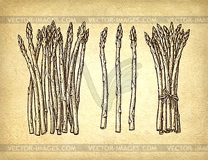 Ink sketch of asparagus - vector clipart