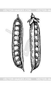 Ink sketch of pea - vector clipart