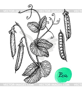 Ink sketch of pea - vector EPS clipart