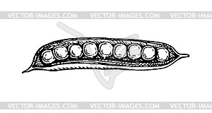 Чернила эскиз из гороха - векторизованное изображение клипарта