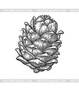 Ink sketch of pine cone - vector image