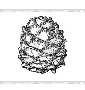 Ink sketch of pine cone - vector clip art