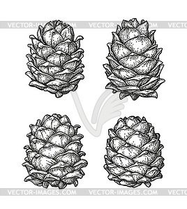 Ink sketch of pine cones - vector image