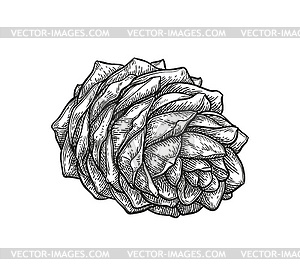 Чернила эскиз сосновой шишки - векторный клипарт / векторное изображение