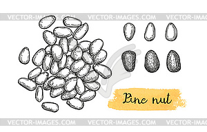 Чернила эскиз из соснового ореха - векторная иллюстрация
