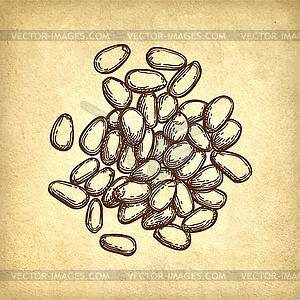 Ink sketch of pine nut - vector image