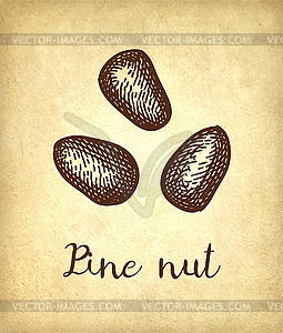 Ink sketch of pine nut - vector image