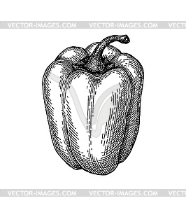 Ink sketch of bell pepper - vector clipart