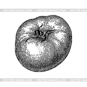 Ink sketch of tomato - vector clipart / vector image