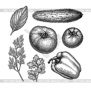 Ink sketch of vegetables - vector image