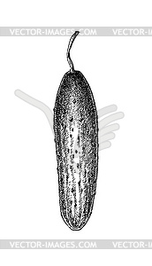 Ink sketch of cucumber - vector clipart