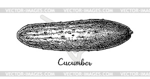 Ink sketch of cucumber - vector clip art