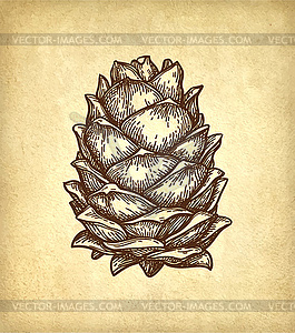 Ink sketch of pine nut - vector clipart