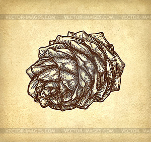 Ink sketch of pine nut - royalty-free vector clipart