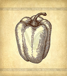 Ink sketch of bell pepper - vector clip art