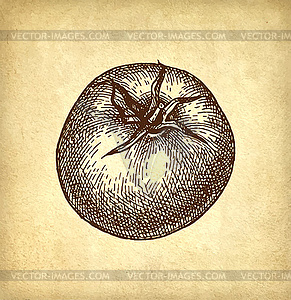 Ink sketch of tomato - vector clipart