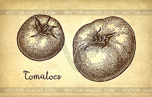 Ink sketch of tomato - vector image