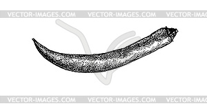 Ink sketch of chile pepper - vector image