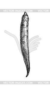 Ink sketch of chile pepper - vector clipart