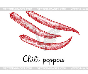Ink sketch of chile peppers - vector image