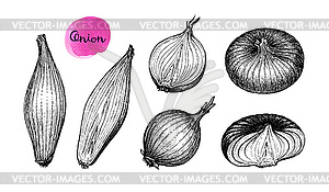Ink sketch of onion - vector clip art