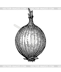 Ink sketch of onion - vector image