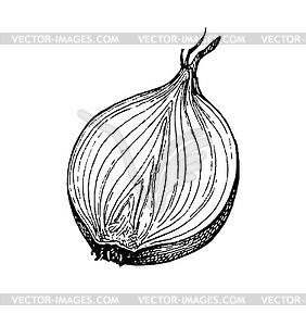 Ink sketch of onion - vector clipart