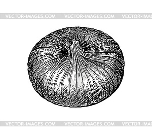 Ink sketch of onion - vector image