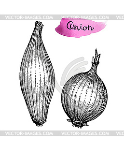 Ink sketch of onion - vector clip art