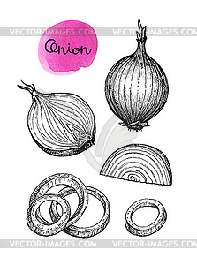 Ink sketch of onion - vector clipart