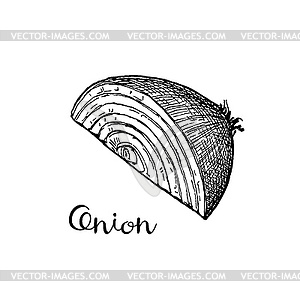 Ink sketch of onion - vector image
