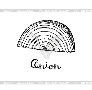 Ink sketch of onion - royalty-free vector image