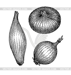 Ink sketch of onion - vector clip art