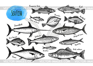 Fish big set - vector clip art