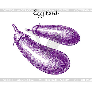 Ink sketch of eggplant - vector clipart