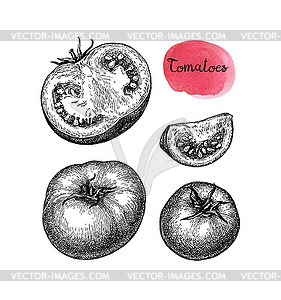 Ink sketch of tomato - vector image