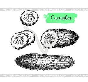 Ink sketch of cucumber - vector clip art