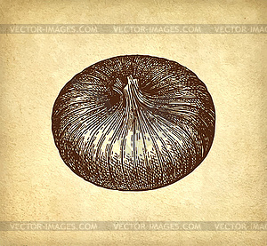 Ink sketch of onion - royalty-free vector clipart