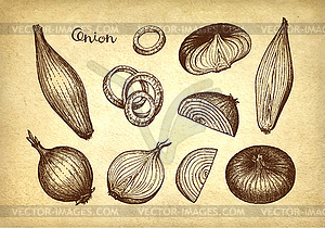 Ink sketch of onion - vector clipart