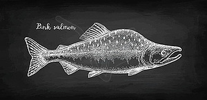 Chalk sketch of pink salmon - vector clipart